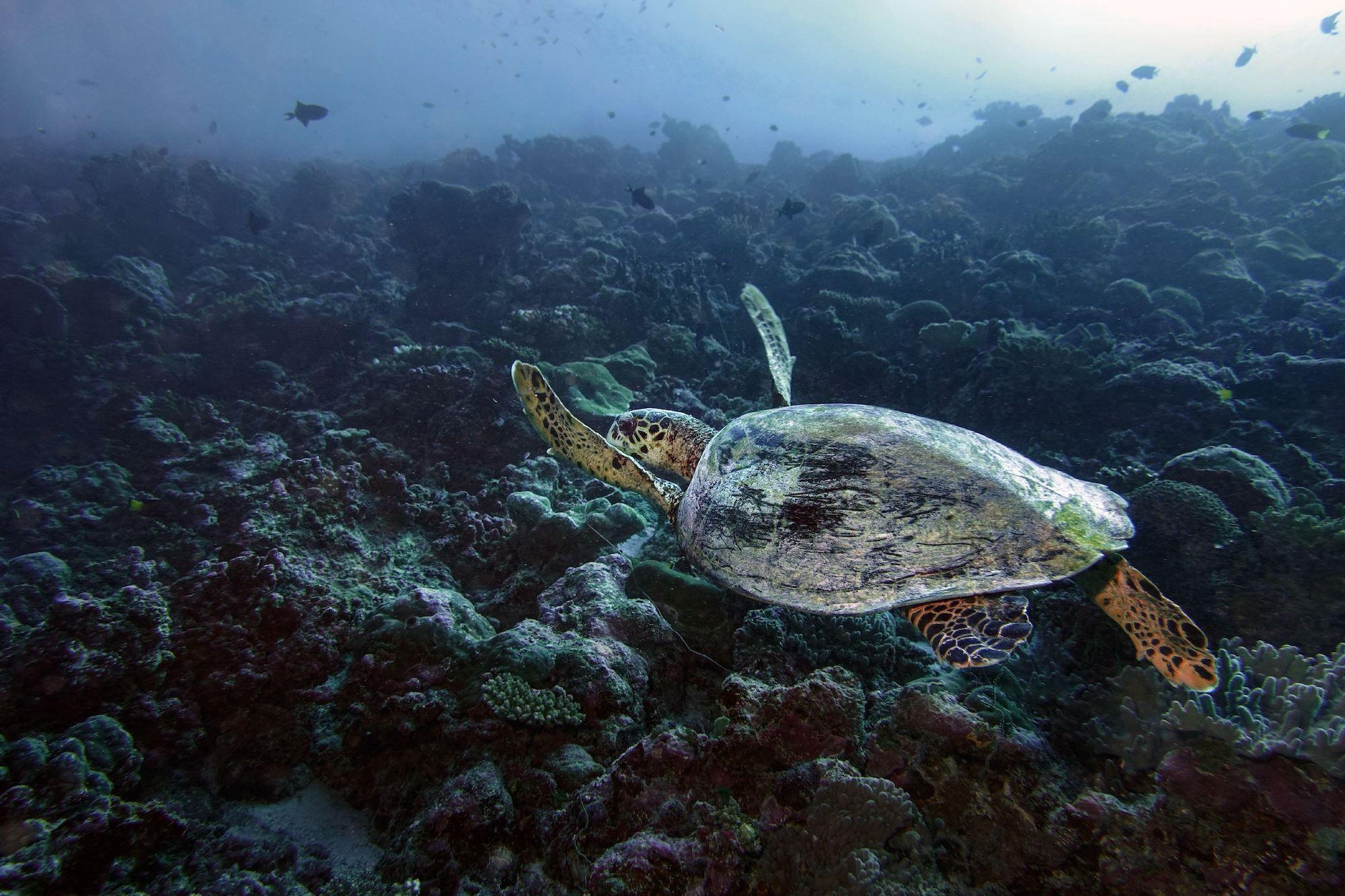 Maldives 01. An example of the photographs for which Alain Schroeder has won the Photographer of the Year 2023 award.