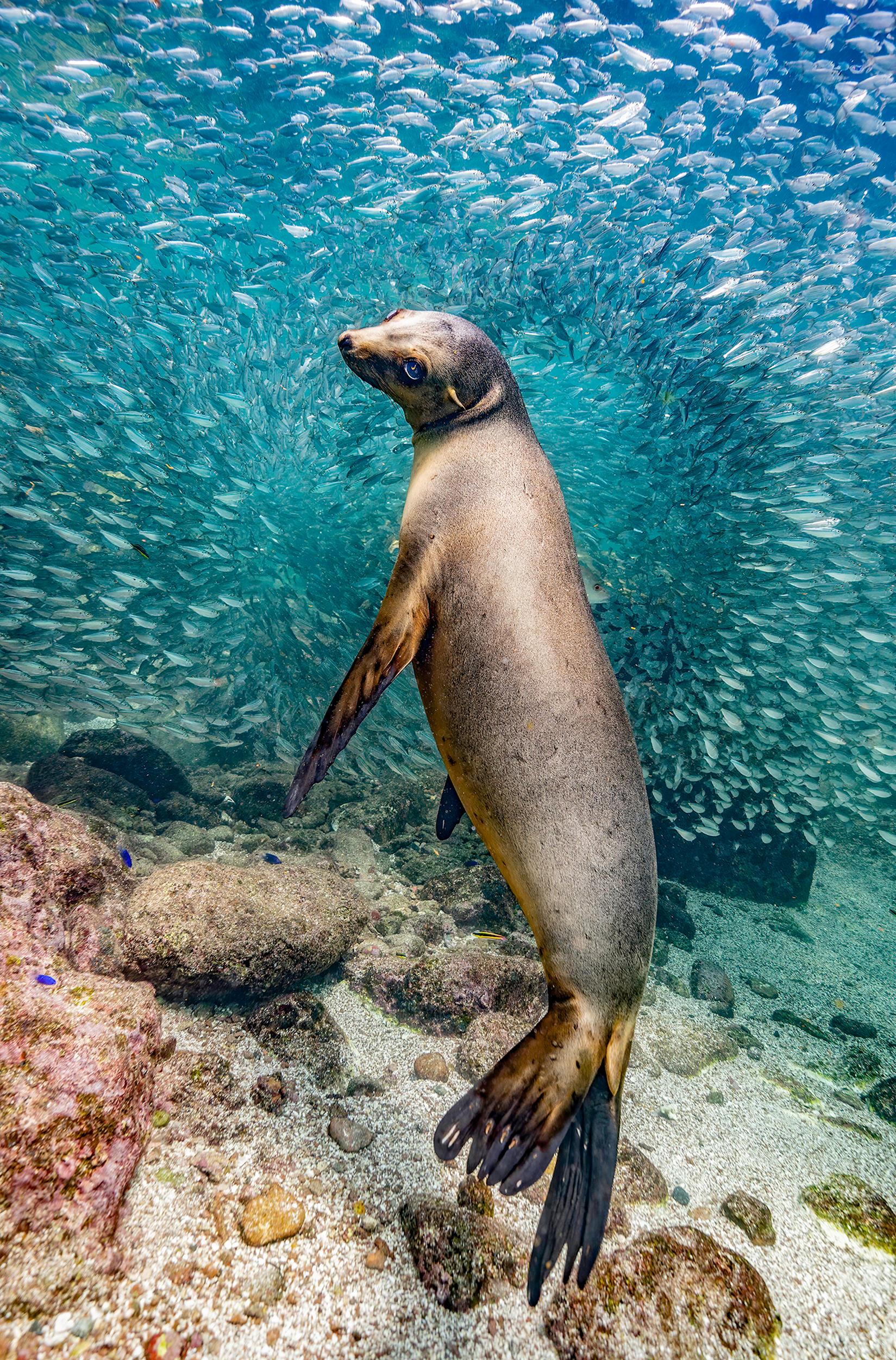 Sea Lion in Los Islotes, by Glenn Ostle. Photography of the Year in The Nature Photography Contest 2023