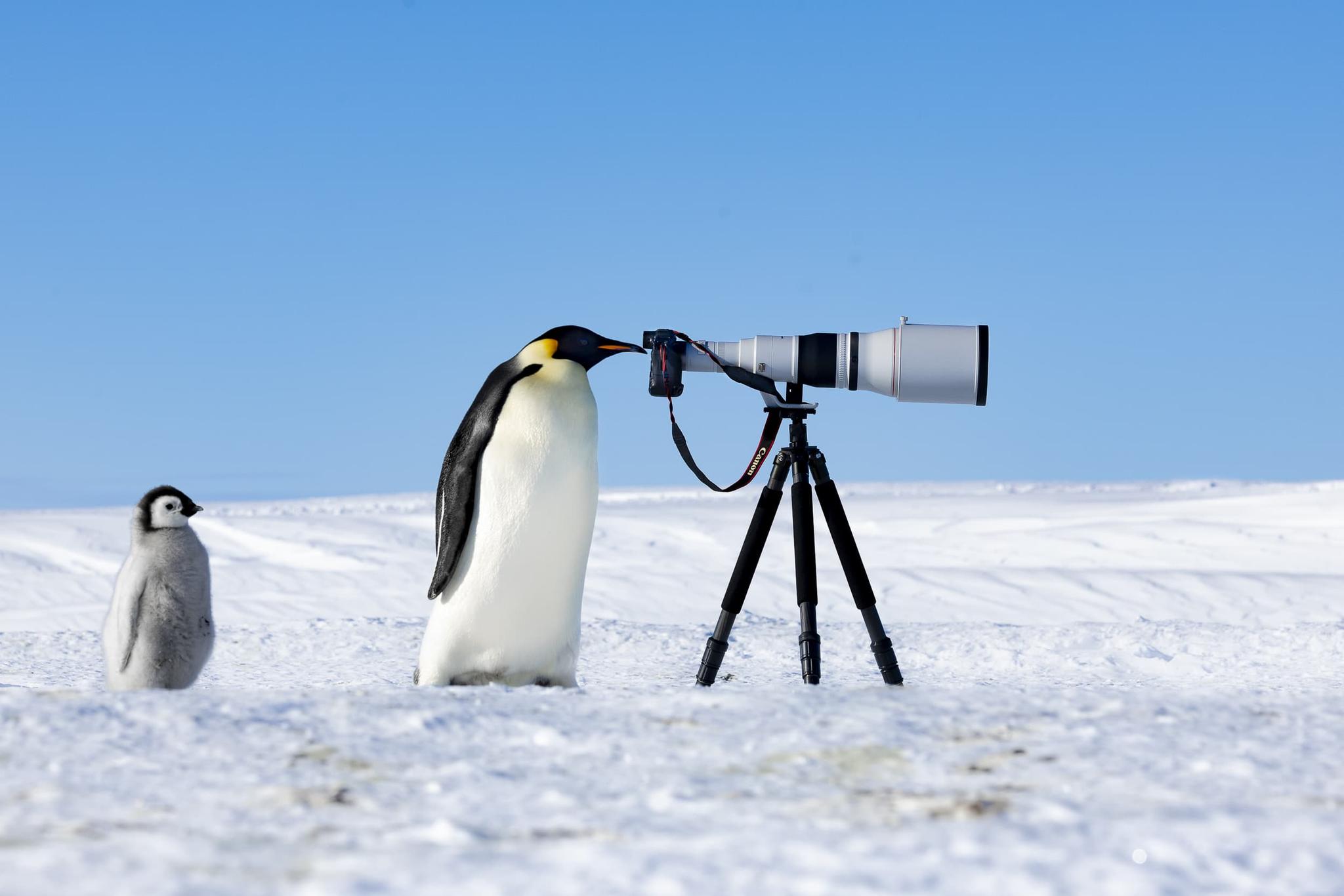 Emperor Spy. An example of the photographs for which Thomas Vijayan has won the Photographer of the Year 2024 award in The Nature Photography Contest 2024