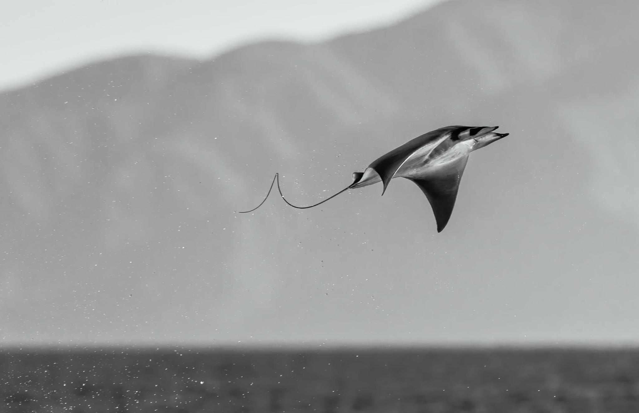Mobula Rocket. An example of the photographs for which Angela J Sanchez has won the Photographer of the Year 2025 award in The Nature Photography Contest 2025