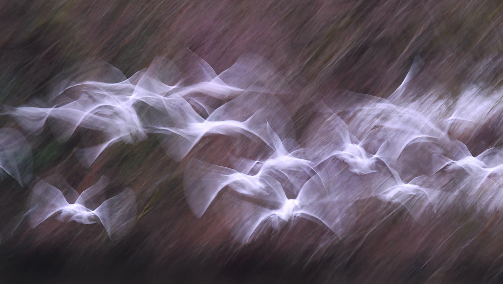 Photography Contest Winners 2024 · The Nature Photography Contest